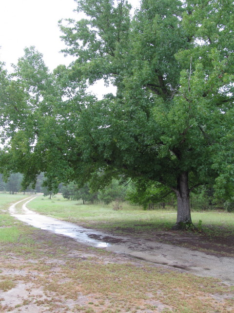 Sweet gum tree in the rain