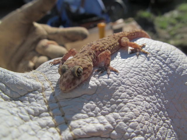 A gecko friend