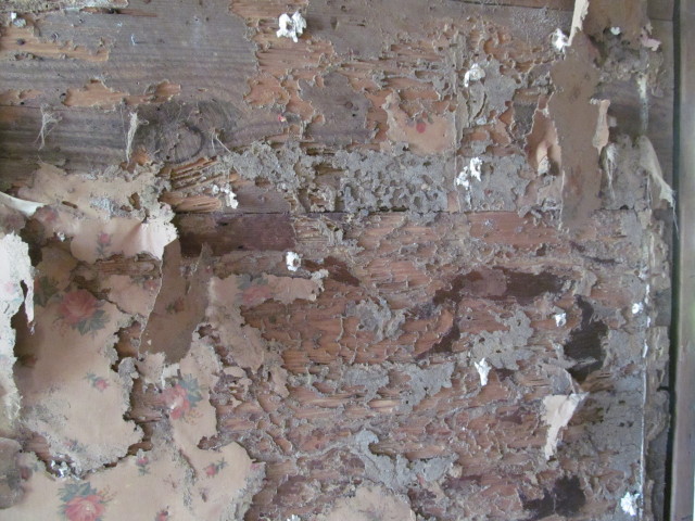 termite damaged boards 2