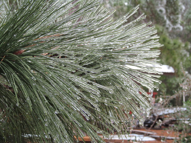 Frozen pine tree detail