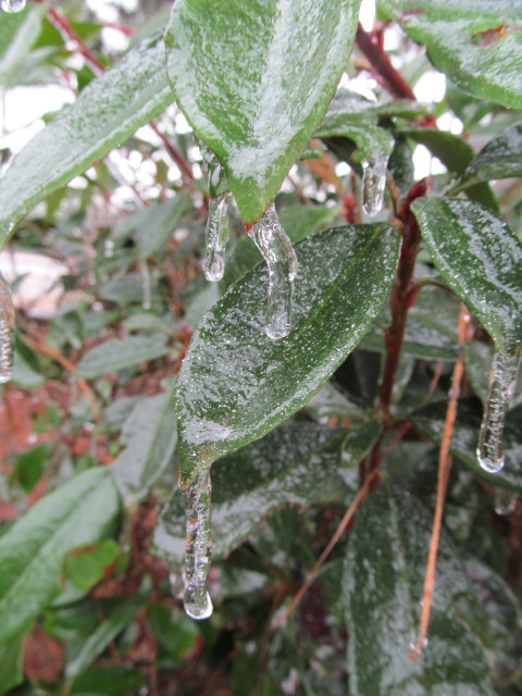 frozen bush 2