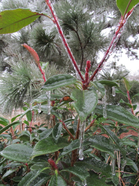 frozen bush