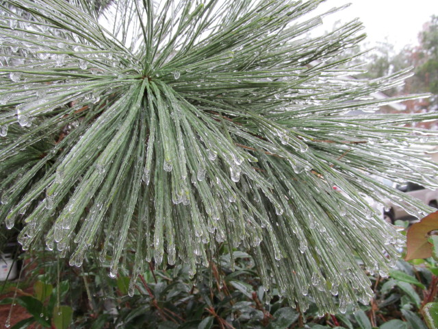 frozen pine detail 2