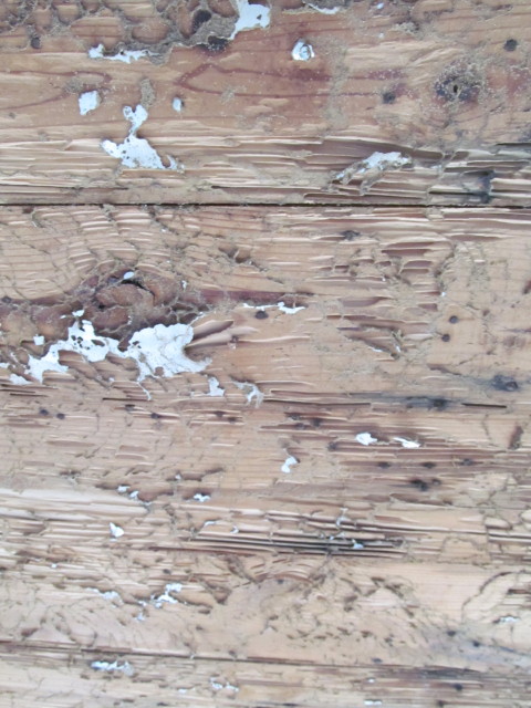 termite damage in living room