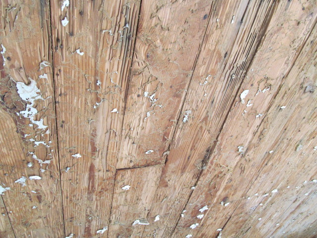 massive termite damage in living room