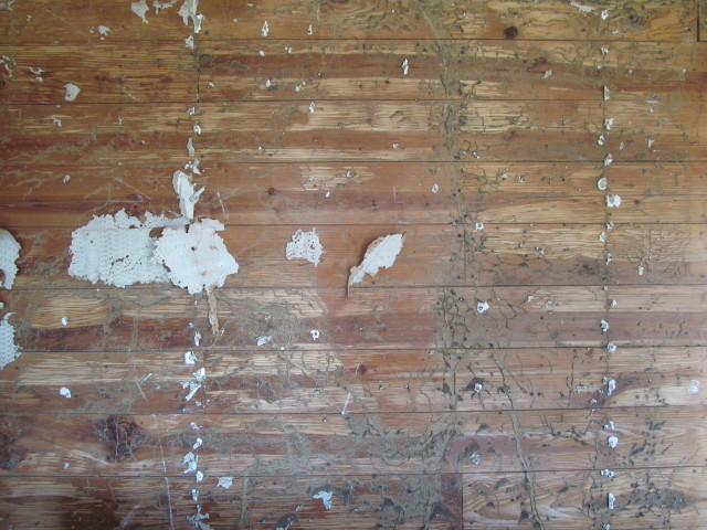Wall boards eaten up by termites