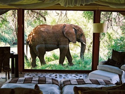 elephant in the window