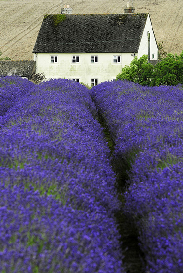 lavender fields