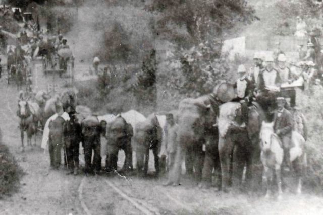 military elephants