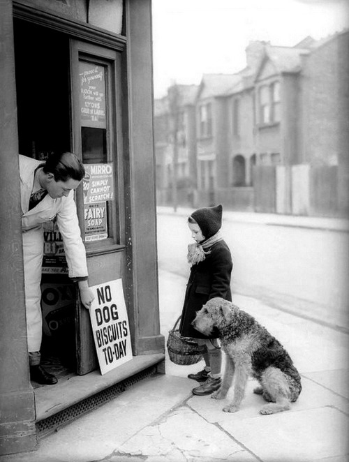 no dog biscuits today