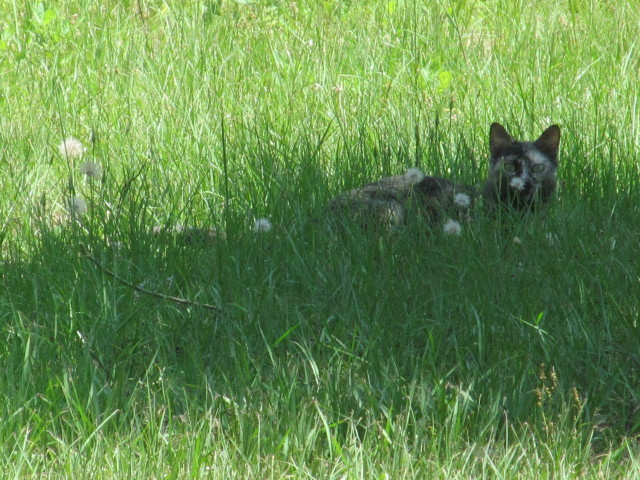 Mama Cat lounging in the shade_1