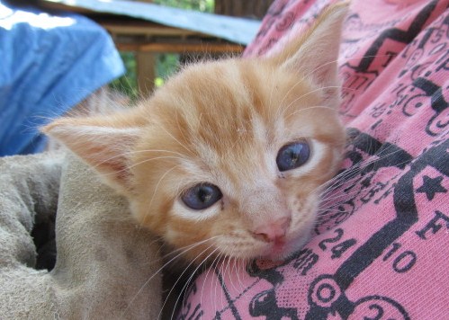 sweet orange kitten_1_cropped