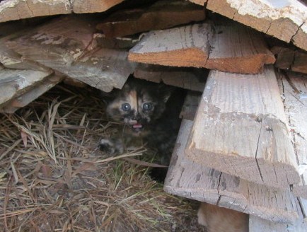 tortoiseshell kitten_1_cropped