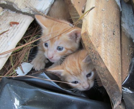two orange kittens_1_cropped