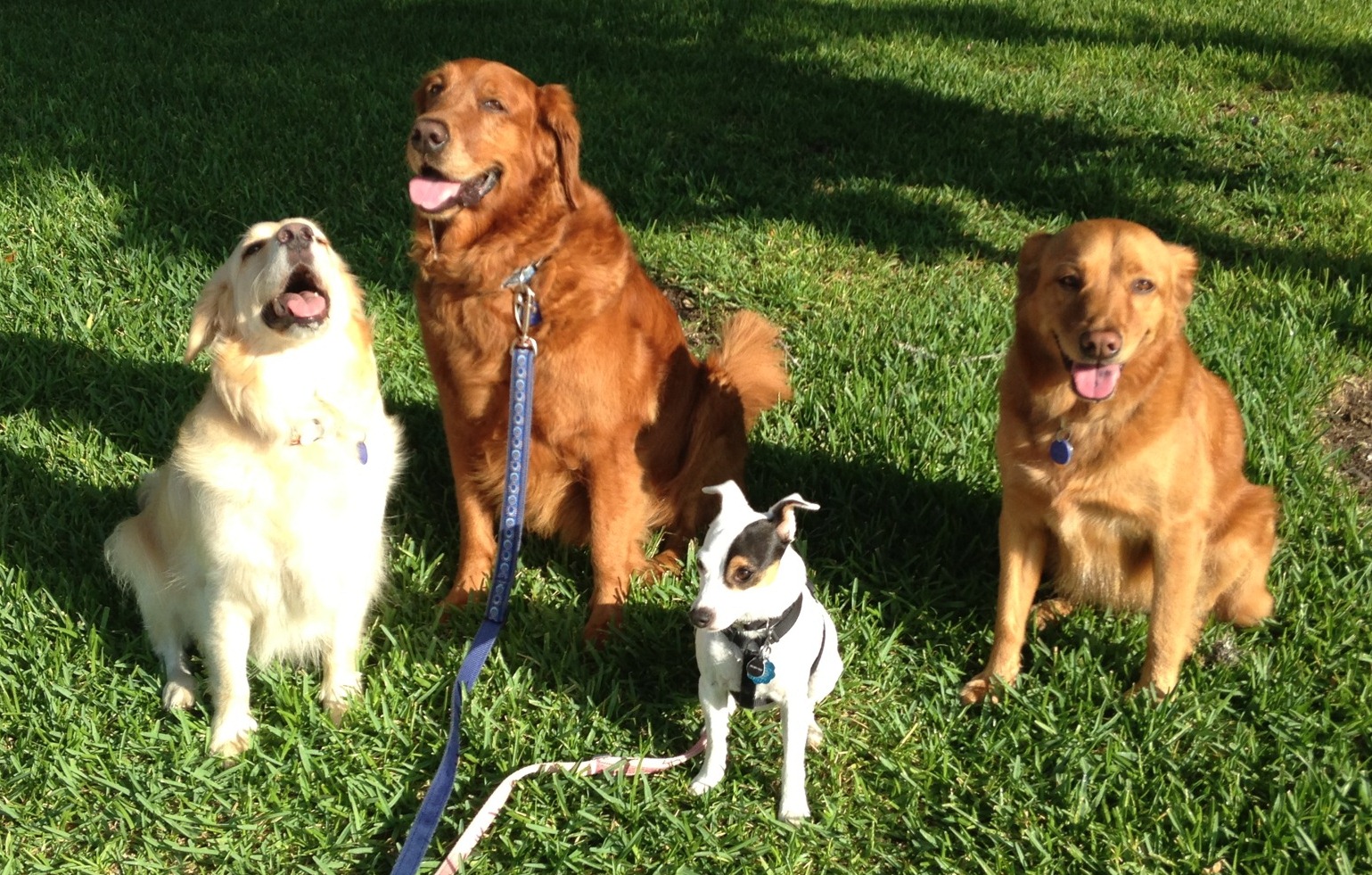 Kacy with 3 of Scott and Sheila's dogs