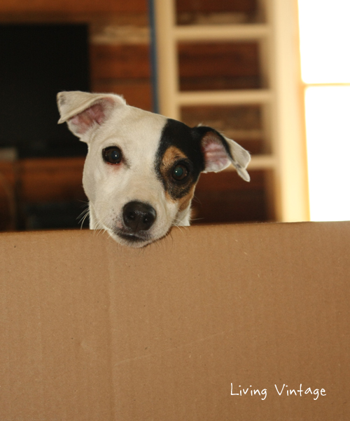 Our Jack Russell, Kacy, watching us behind the piece of cardboard