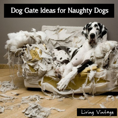 Dog gate ideas for naughty dogs