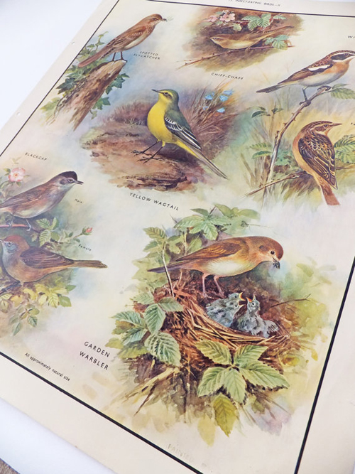 birds poster - sold by Peony and Thistle - featured on Living Vintage