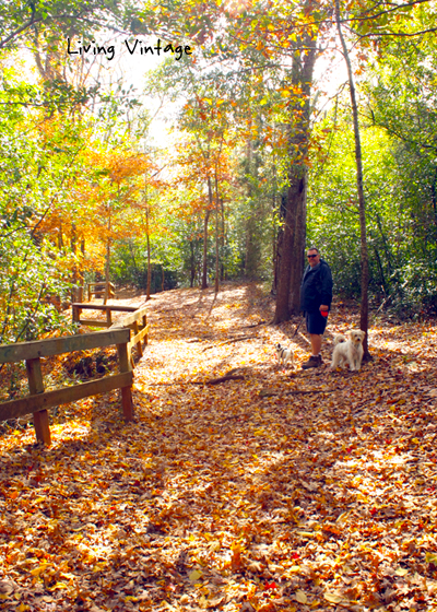 A Walk in the Fall - Living Vintage