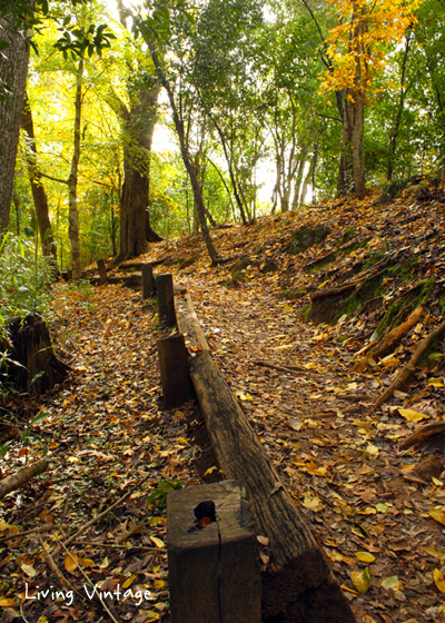 A Walk in the Fall - Living Vintage