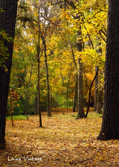 A Walk in the Fall - Living Vintage