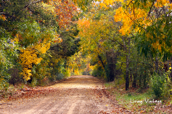 A Walk in the Fall - Living Vintage