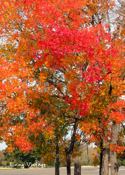 A Walk in the Fall - Living Vintage