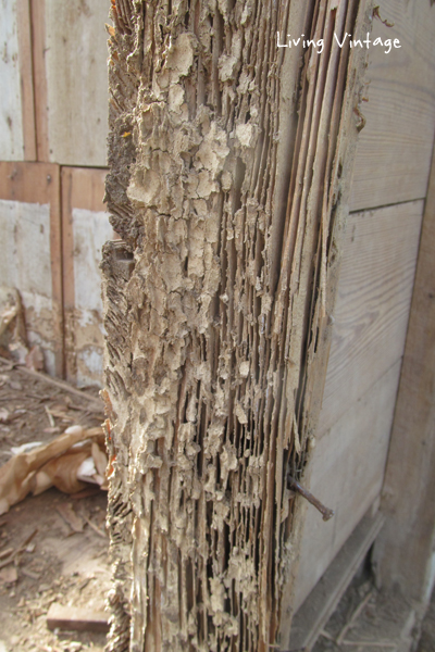 lots of termite damage