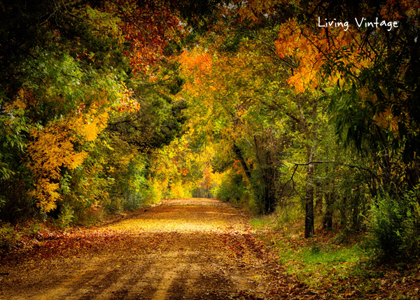 A Walk in the Fall - Living Vintage