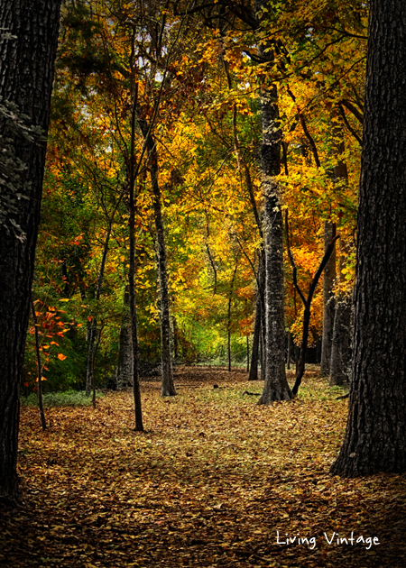 A Walk in the Fall - Living Vintage