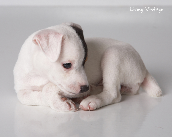 Kacy at 2 months - Living Vintage