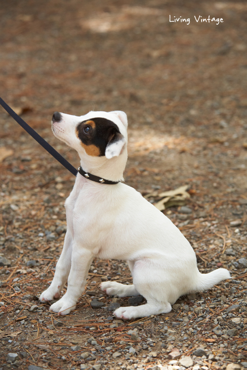 Kacy learning how to sit - Living Vintage