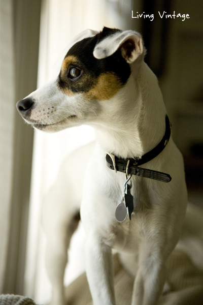 Kacy looking at the window at 10 months - Living Vintage