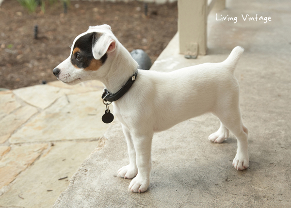 Kacy surveying her kingdom from our front porch in Austin - Living Vintage