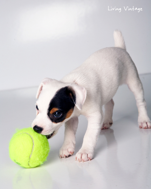 Our Jack Russell, Kacy, at 2 months - Living Vintage