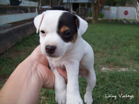 Kacy's baby picture in the newspaper that stole our hearts - Living Vintage