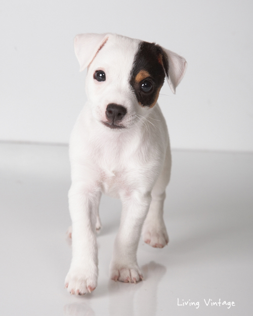 Our Jack Russell, Kacy, at 2 months - Living Vintage