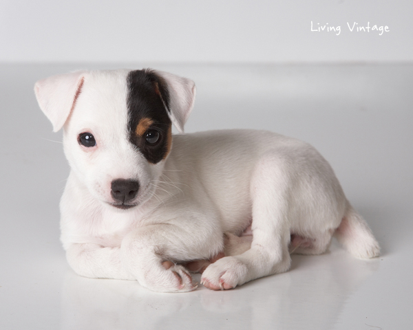 Our Jack Russell, Kacy, at 2 months - Living Vintage