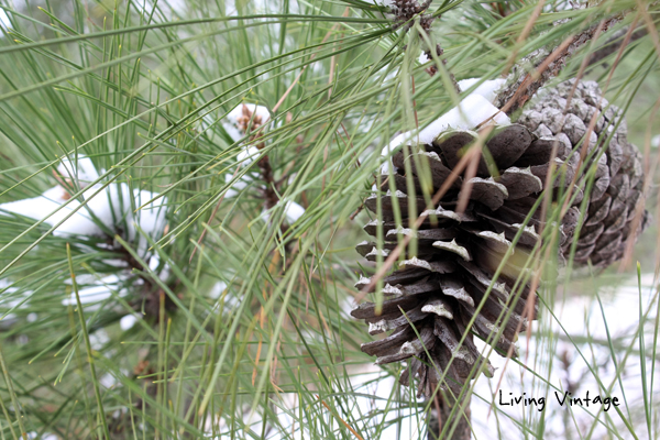 a closeup of our snow dusted pine trees - Living Vintage