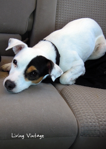 exhausted after playing in the dog park