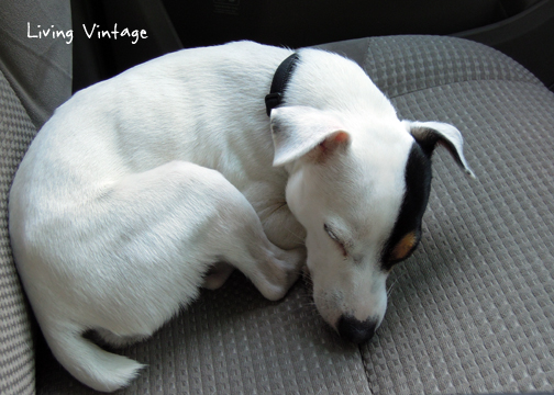 happy and exhausted after visiting the dog park