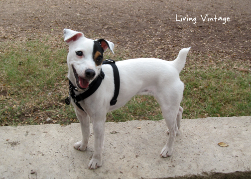 happy at the dog park - Living Vintage