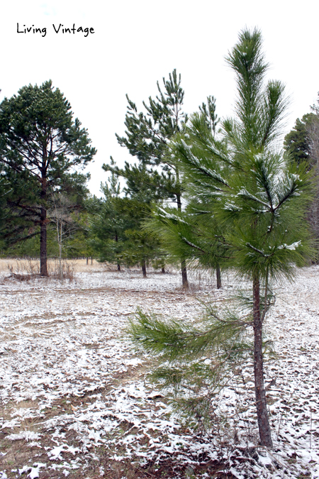 one of our baby pine trees - Living Vintage