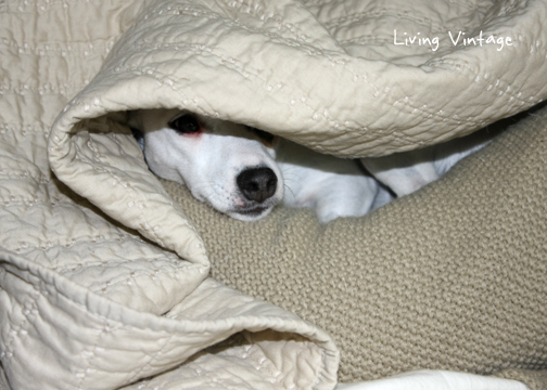 she burrows under the covers