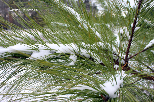 snow dusted pine trees - Living Vintage