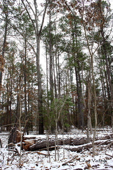 some of our trees that died during the last drought