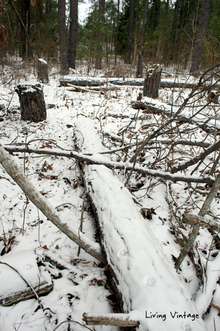 some of our uncleared land - Living Vintage