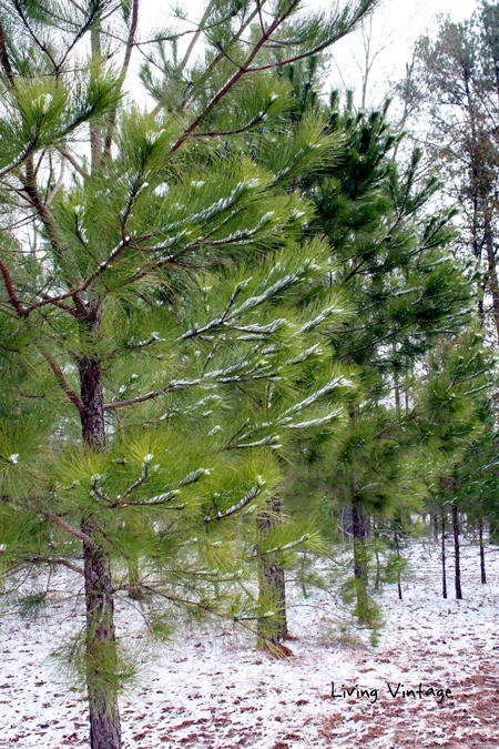 some of our young pine trees - Living Vintage