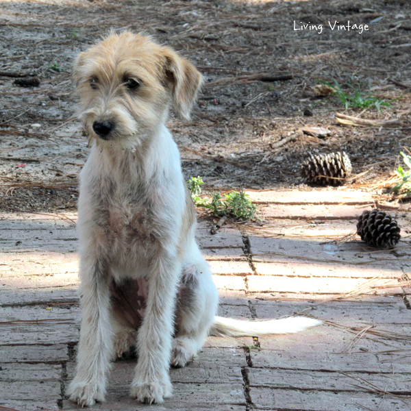 Our rescue dog, Molly . . . and coincidence Living Vintage