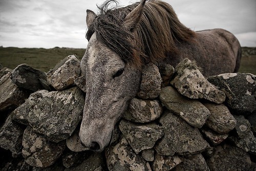 a sweet horse begging to be petted - one of 8 picks for this week's Friday Favorites - Living Vintage